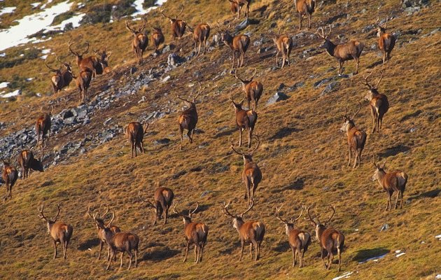 Red deer seen from above